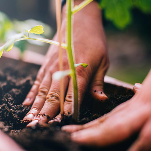 CAPA - Métiers de l’agriculture - Horticulture