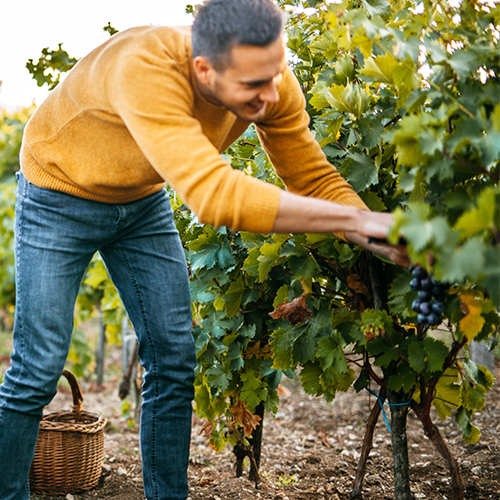 CAPA - Métiers de l'agriculture - Viticulture